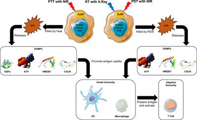 Harnessing the Immunogenic Potential of Gold Nanoparticle-Based Platforms as a Therapeutic Strategy in Breast Cancer Immunotherapy: A Mini Review